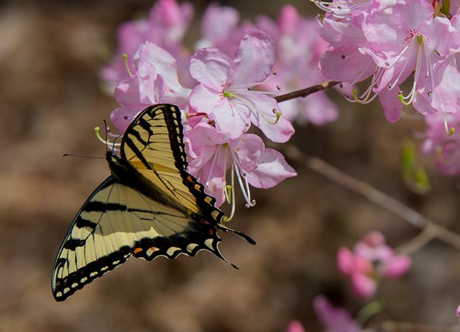 A yellow and black striped butterfly on a pink azalea flower A yellow and black striped butterfly on a pink azalea flower