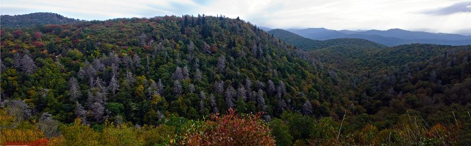 Early autumnal hillside with dead hemlock populations Early autumnal hillside with dead hemlock populations