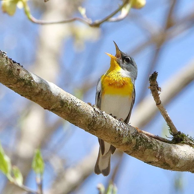 A yellow a grey bird sings in a bright, green tree.