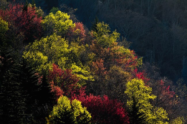 Spring color on Parkway trees.