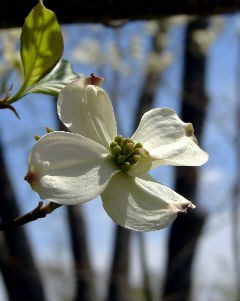 White blossom of a flowering dogwood tree.