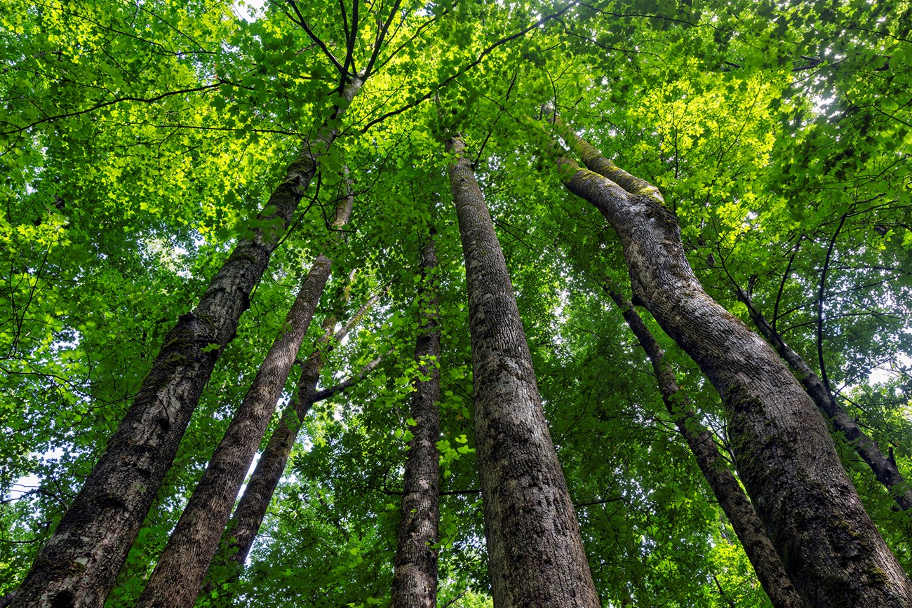 Looking up at (SPECIES) trees in (TYPE) forest.