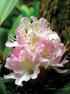 Rosebay Rhododendron Rosebay Rhododendron