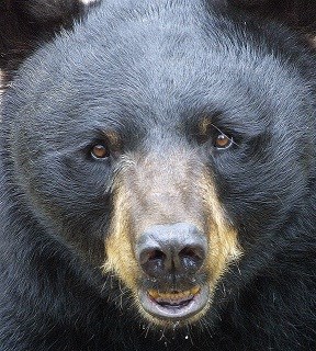 bear3 bear3