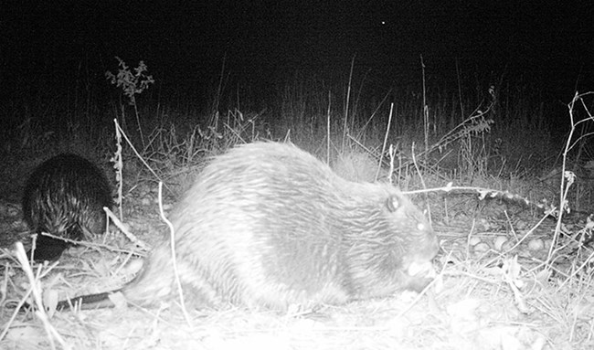 a night-vision image of two beavers eating apples