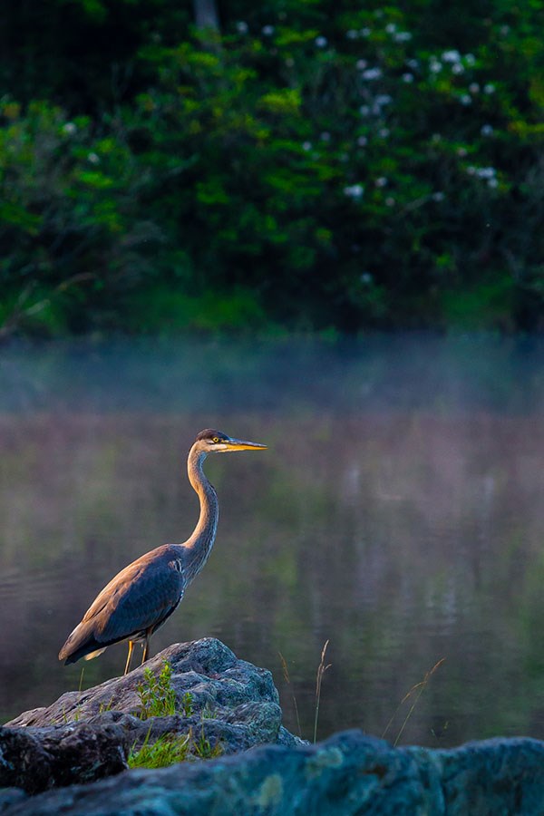 A great blue heron stands on a rock beside a mist-shrouded pond