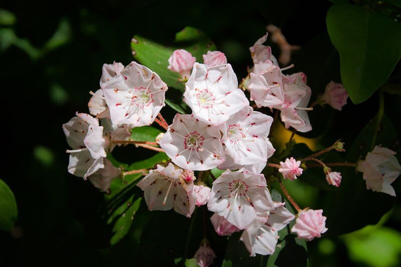 Light pink flowers of mountain laurel