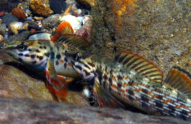 Two fish with colorful fins and spots on their bodies shelter among rocks in a stream