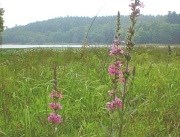 Nature and Science Nature and Science