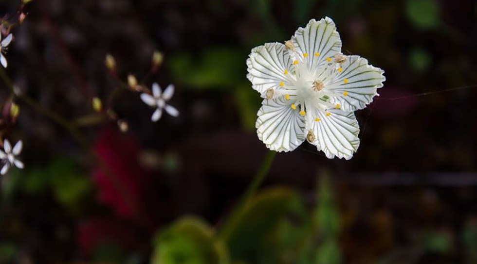 Grass of parnassus flowers have white, ruffled petals with delicate green veins