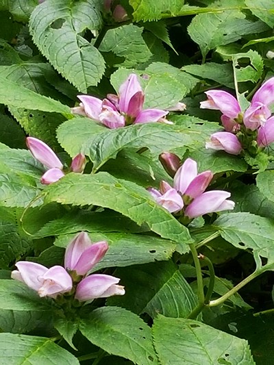 Patch of blooming pink turtlehead flowers