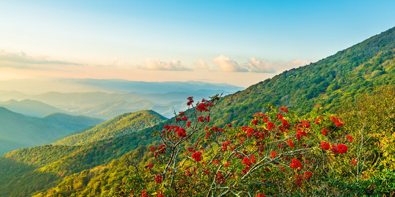 Mountain Ash berries and mountainsides lit by the sunset