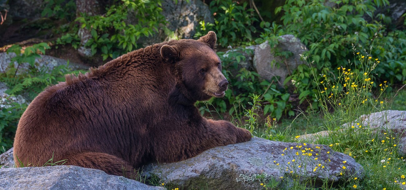 Black bear guide: how to identify, where to find them and what to do if you  encounter one - Discover Wildlife