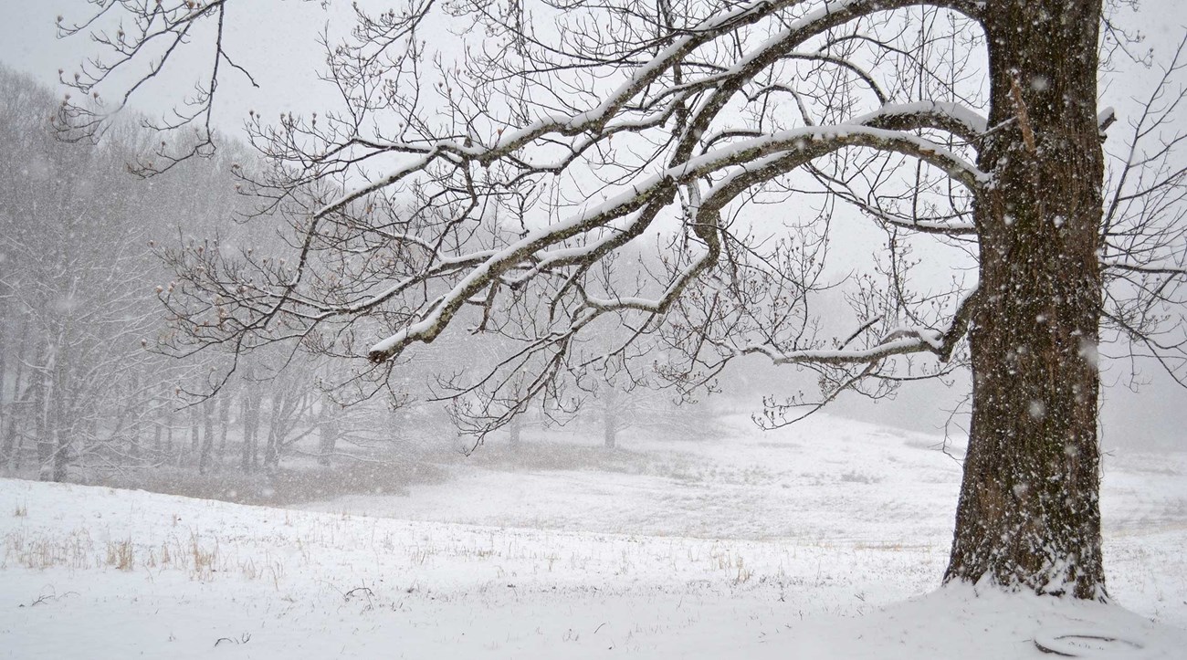 Snow falling in a meadow on the edge of a forest