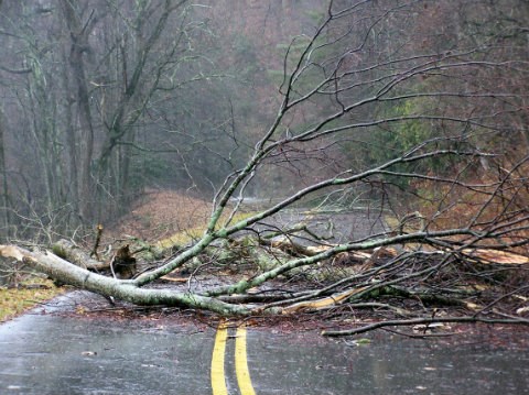 Broken branch blocking Parkway road after storm. Broken branch blocking Parkway road after storm.