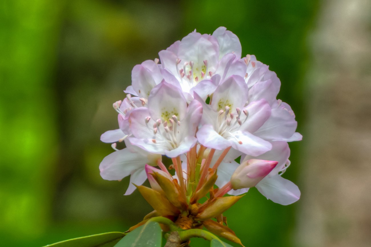 white rhododendron flowers tinged with pink