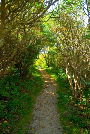 brpw craggy path s by vicki dameron vert brpw craggy path s by vicki dameron vert