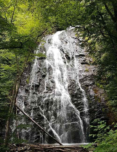 a waterfall surrounded by dense green forest