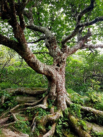 a gnarled tree growing beside the trail