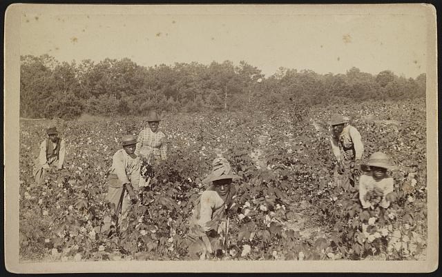 Enslaved people picking cotton