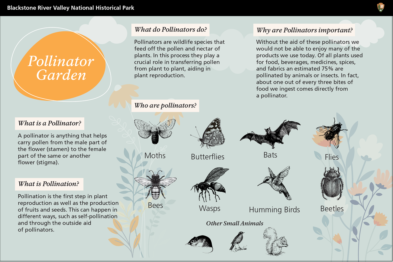 Graphic showing different pollinators and their importance