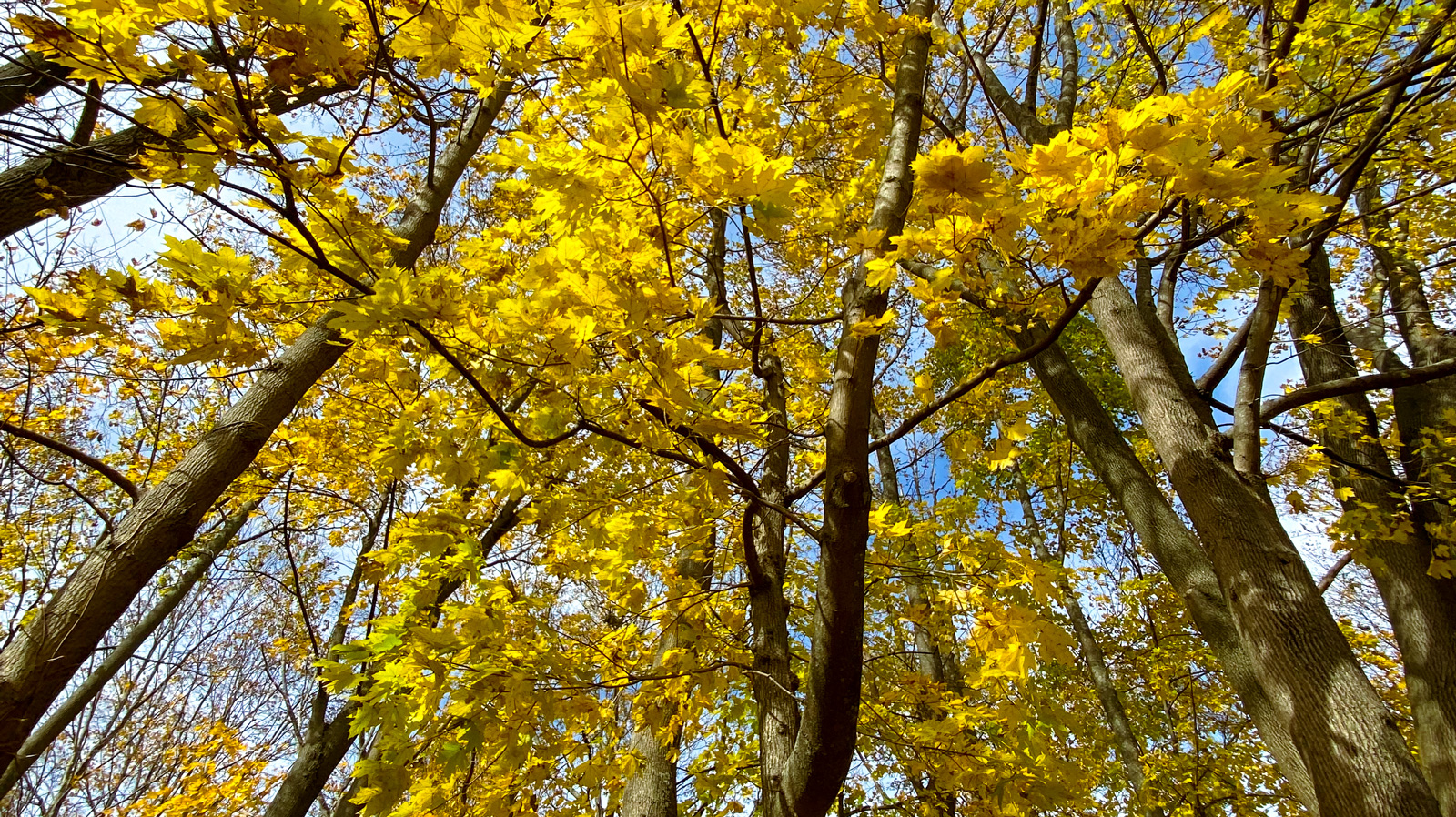 looking up underneath fall trees with yellow leaves