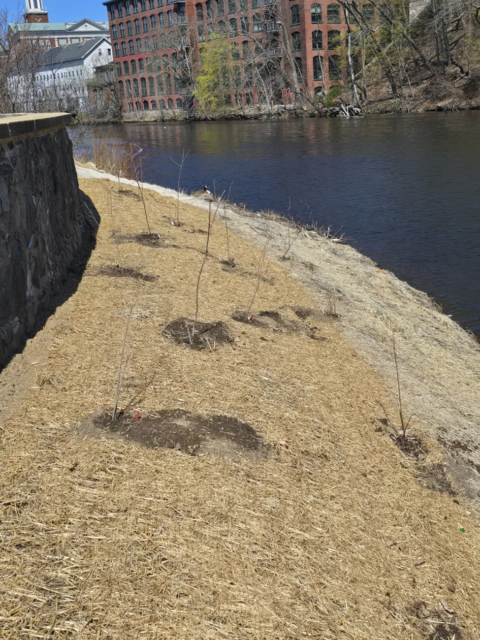 Restored Waterfront Riverbank covered in straw. Brick mill in background
