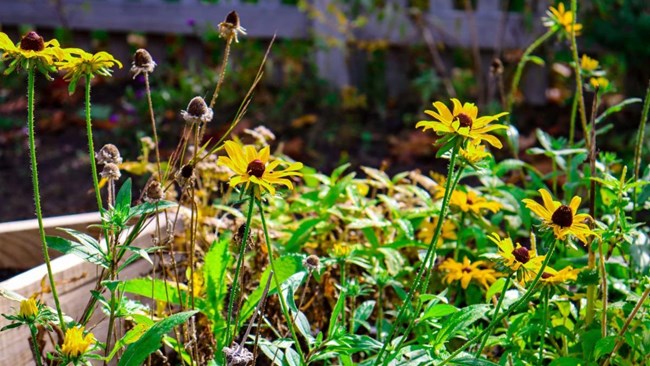 Yellow flowers recently planted at Kelly House Pollinator Gardne