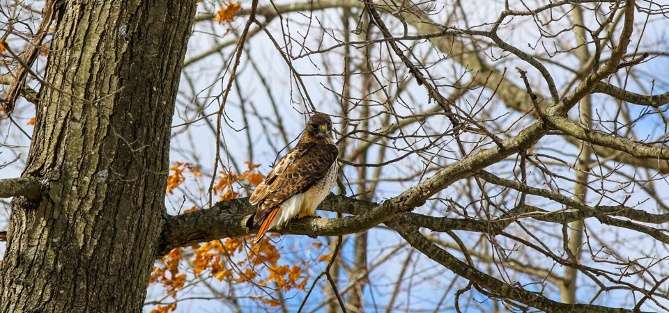 Hawk sitting on a tree branch on a winter day.
