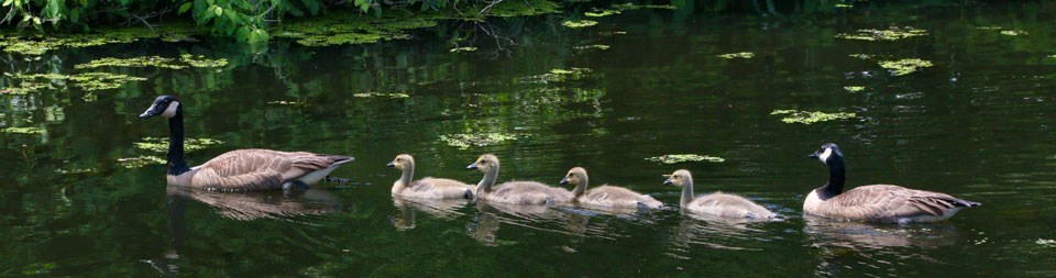 Family of geese swimming in the Blackstone River. Family of geese swimming in the Blackstone River.