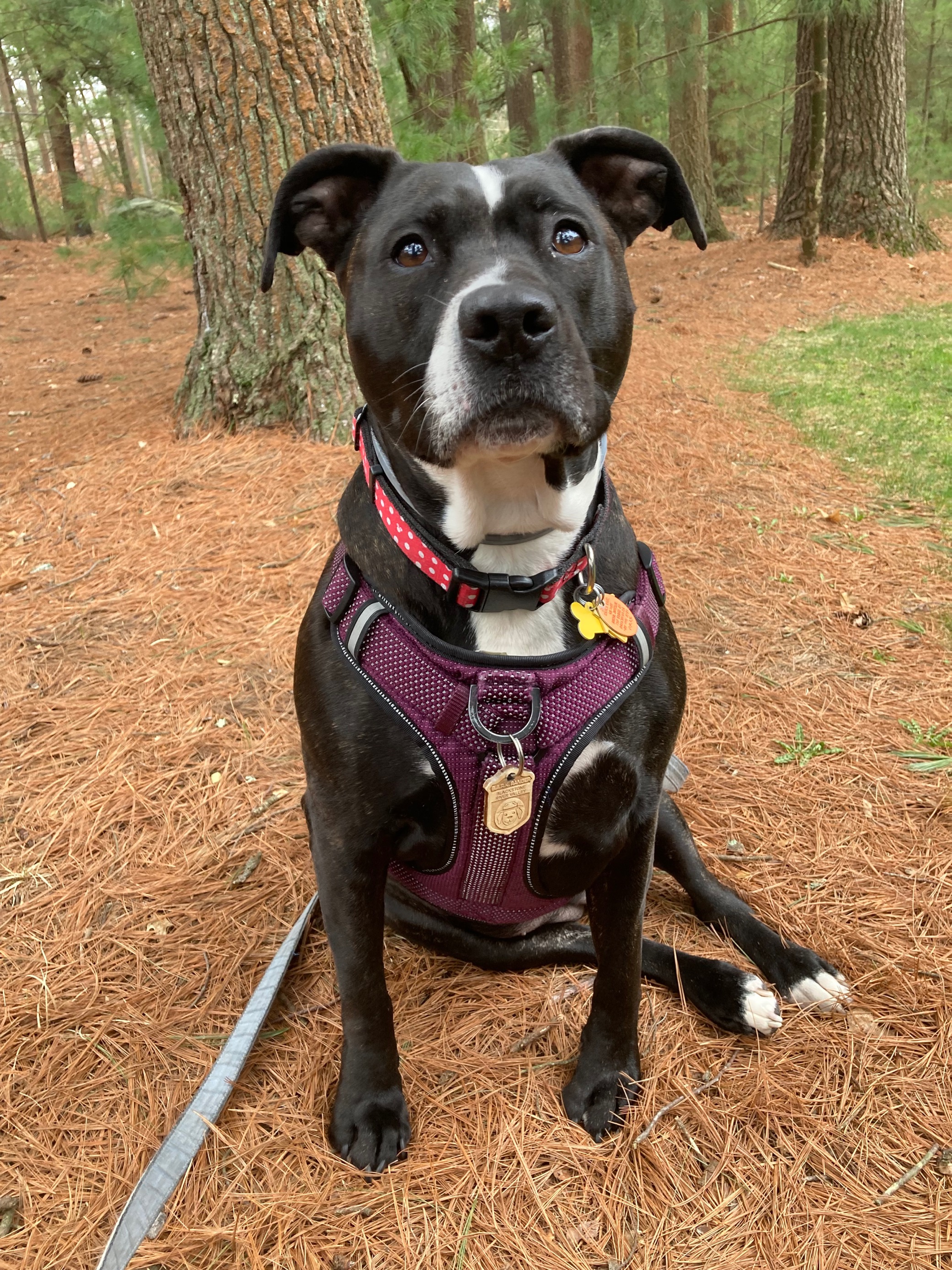 B.A.R.K. Ranger Sadie, a black dog, proudly wearing her B.A.R.K. Ranger badge