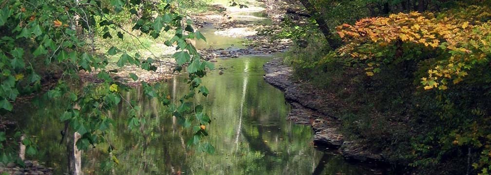 A branch with yellow leaves hangs down over a small stream