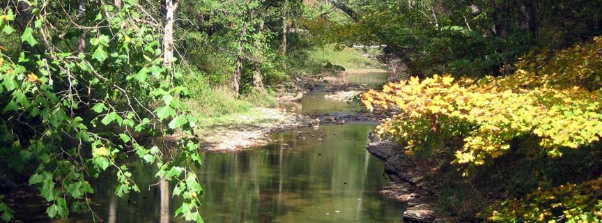 river flowing through forest river flowing through forest