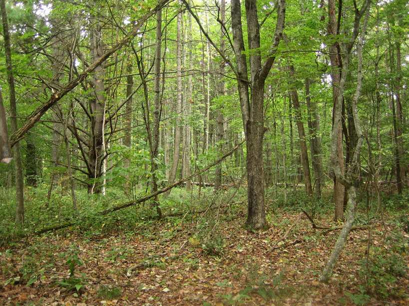 thick forest over the old townsite