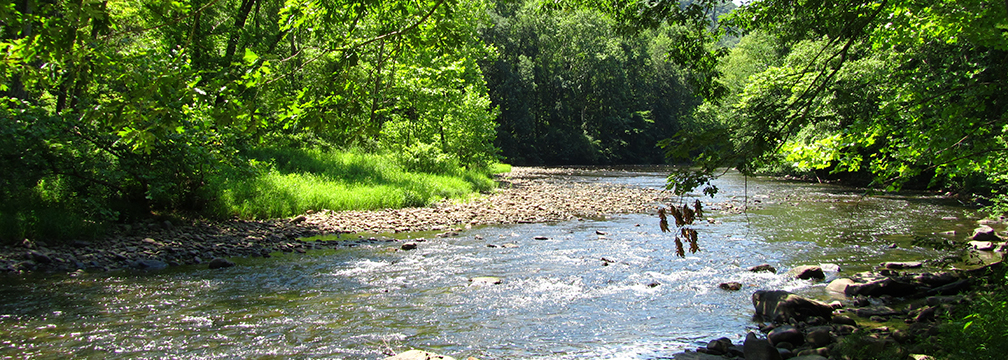 peaceful, calm river flowing through green forest