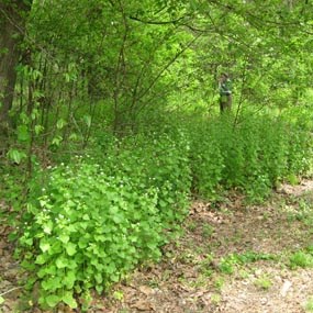 Garlic Mustard