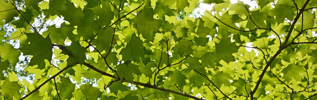 Sun shining through maple leaves Sun shining through maple leaves