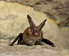 big eared bat
