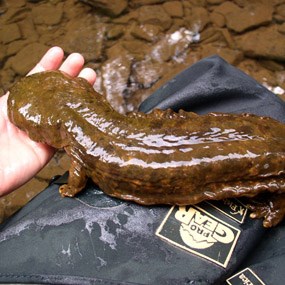 hellbender