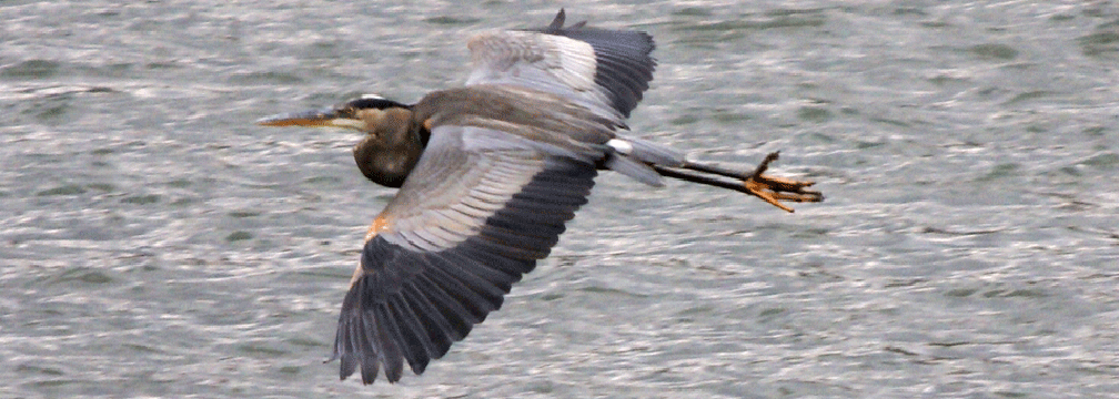 great blue heron soaring over river