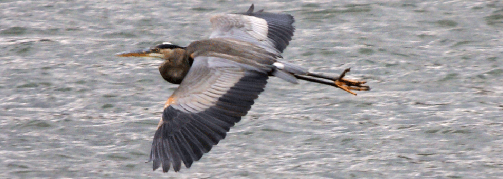 Great Blue Heron Bluestone National Scenic River U S National Park Service