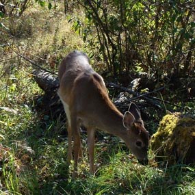 White-tailed deer White-tailed deer