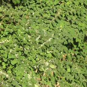 Japanese Knotweed