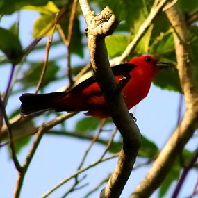 scarlet tanager scarlet tanager