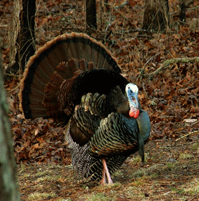 wild turkey