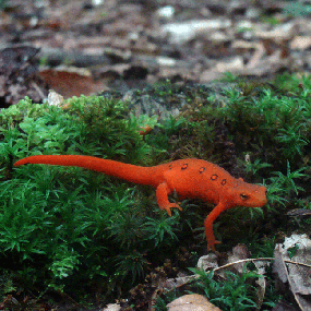 Red eft