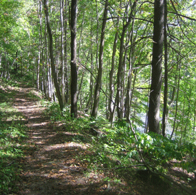 Hardwood forest along the Bluestone Turnpike Trail
