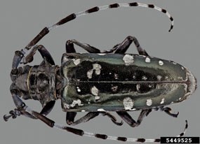 Asian long horned beetle