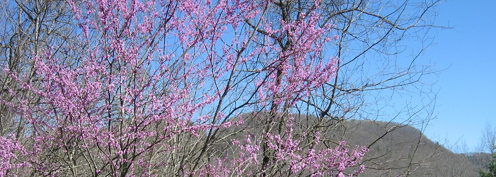 purple red-bud flowers blooming over the gorge