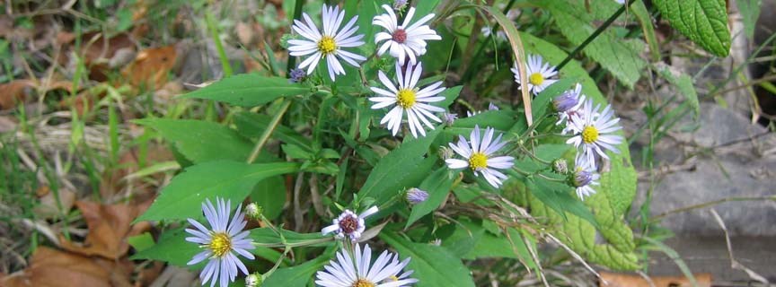 asters